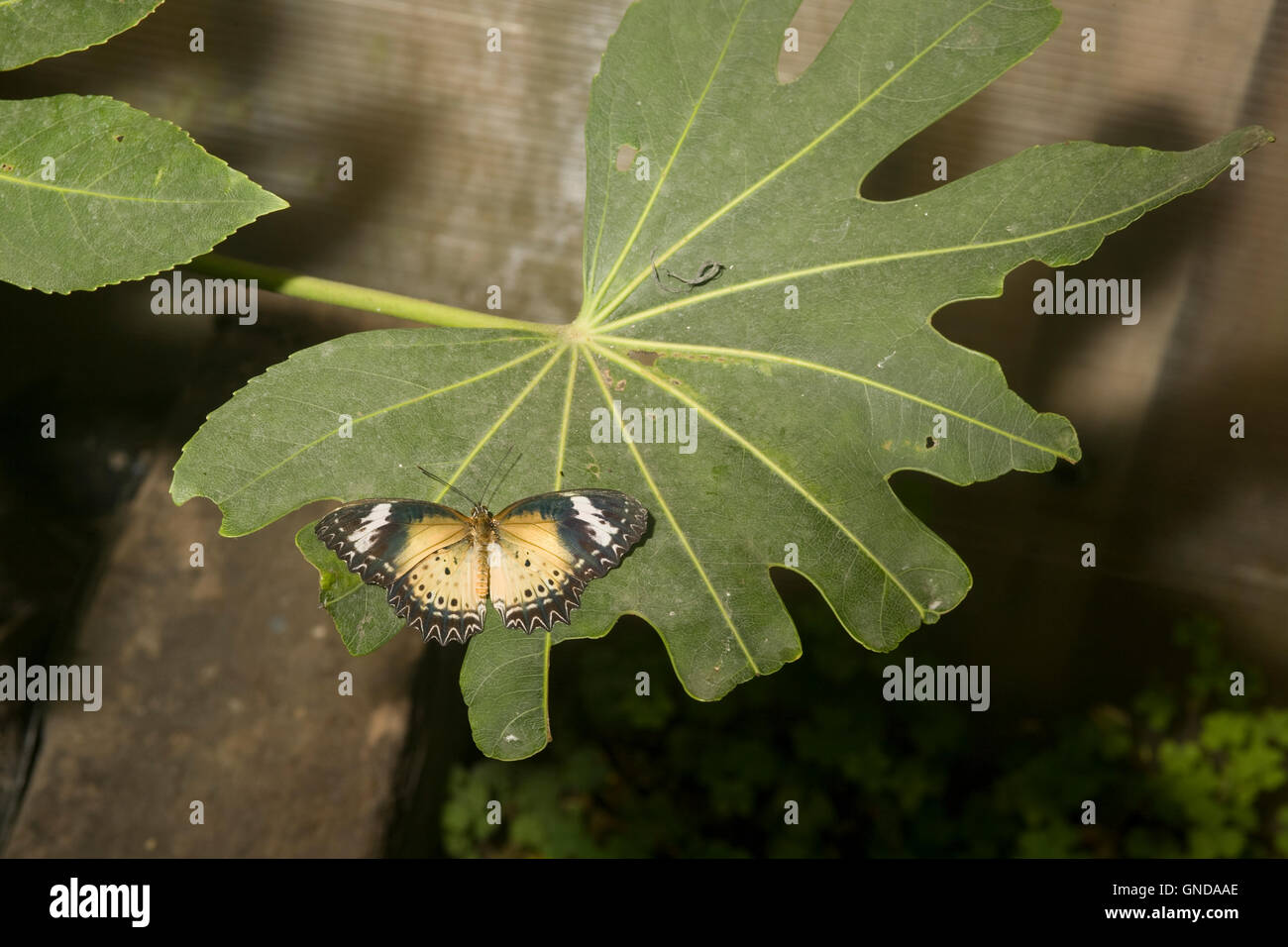 Farfalle tropicali in parte mangiato foglia nella casa delle farfalle a Earnley farfalle uccelli e le bestie Foto Stock