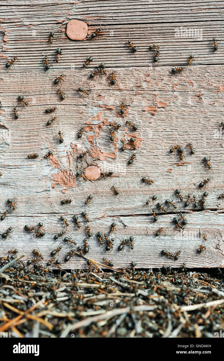 Un cluster di formiche in prossimità della base di un edificio in legno. Foto Stock