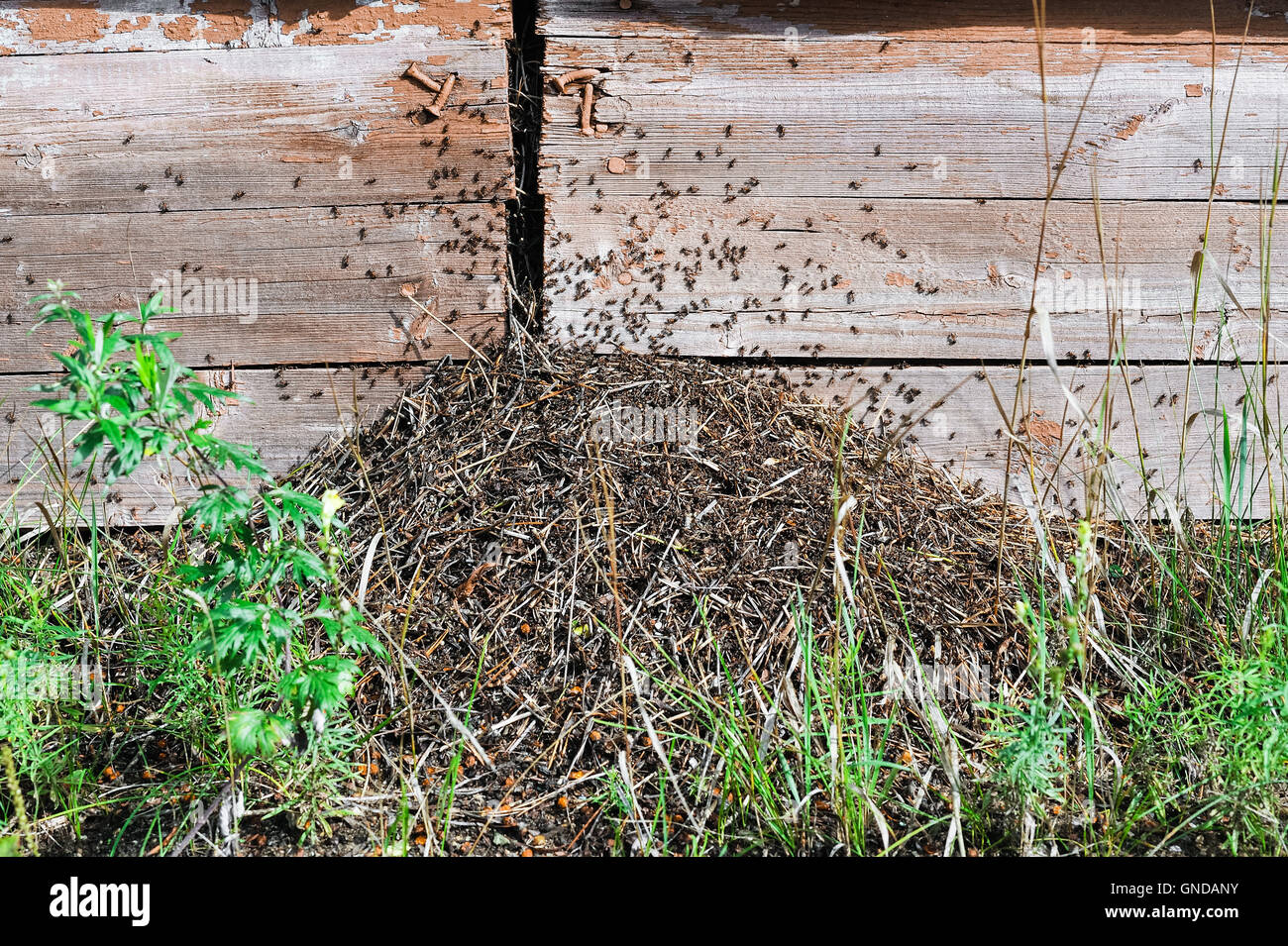 Un cluster di formiche in prossimità della base di un edificio in legno. Foto Stock