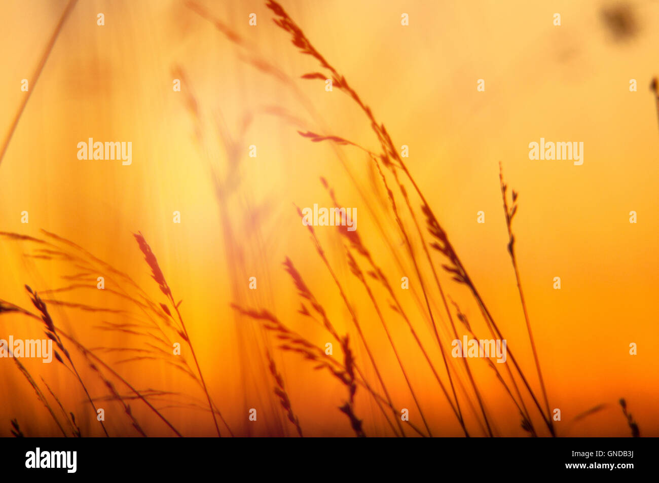 Un'immagine di erba silhouette al tramonto Foto Stock