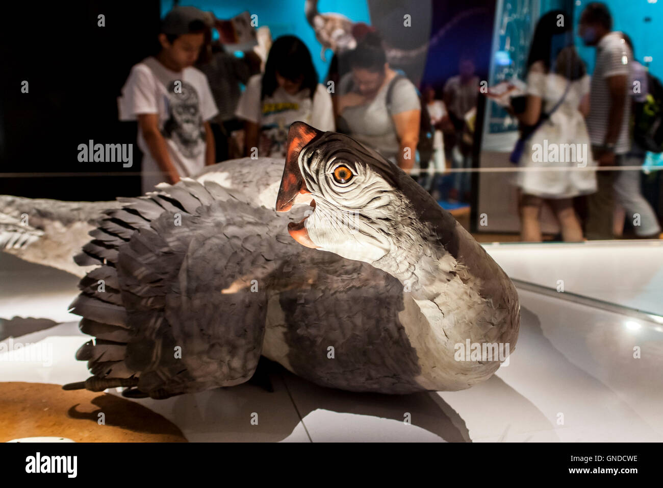 NEW YORK, Stati Uniti d'America - 31 luglio 2016: dettaglio dal Museo Americano di Storia Naturale di New York. Museo è stabilito a 1869 e tod Foto Stock