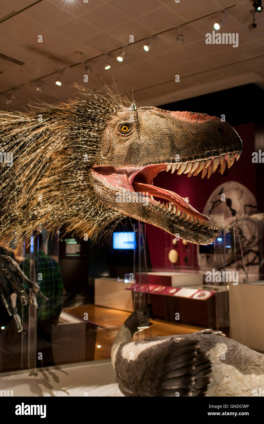 Dettaglio dal Museo Americano di Storia Naturale di New York. Foto Stock