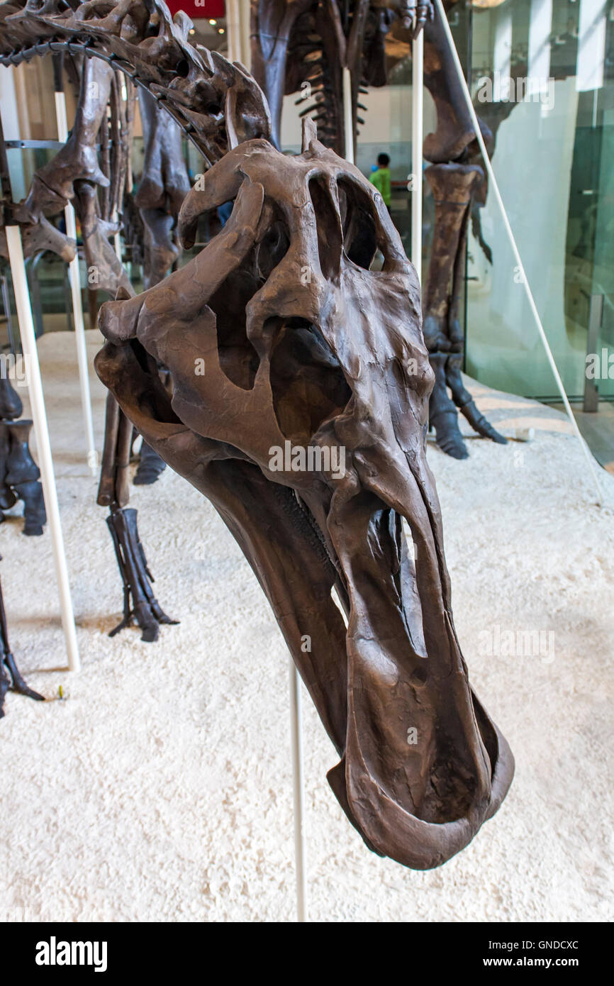 Anatotitan copei dal Museo Americano di Storia Naturale di New York. Foto Stock