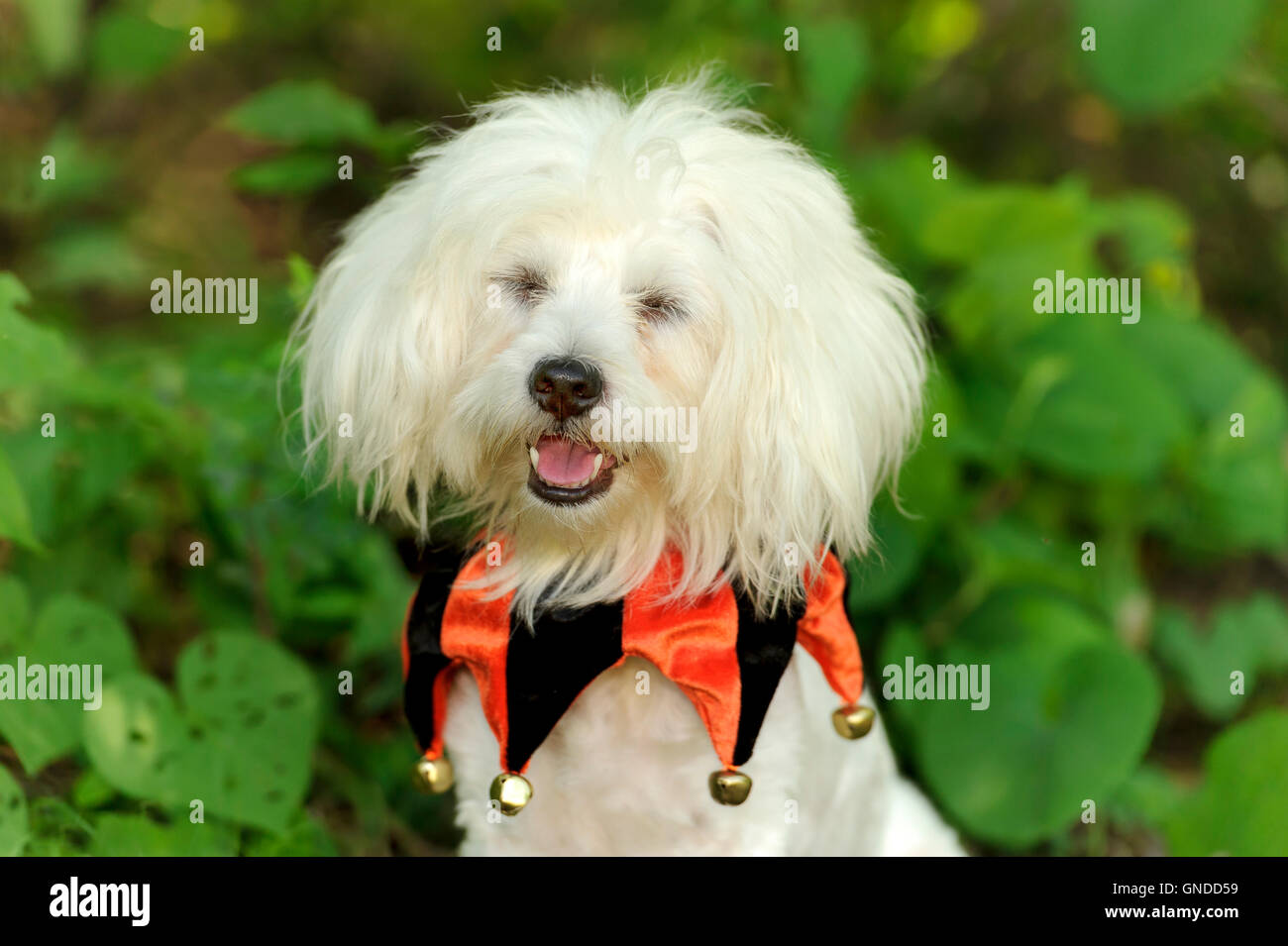 Divertente cane è un simpatico soffice cucciolo bianco che indossa un costume e la realizzazione di una divertente volto. Foto Stock