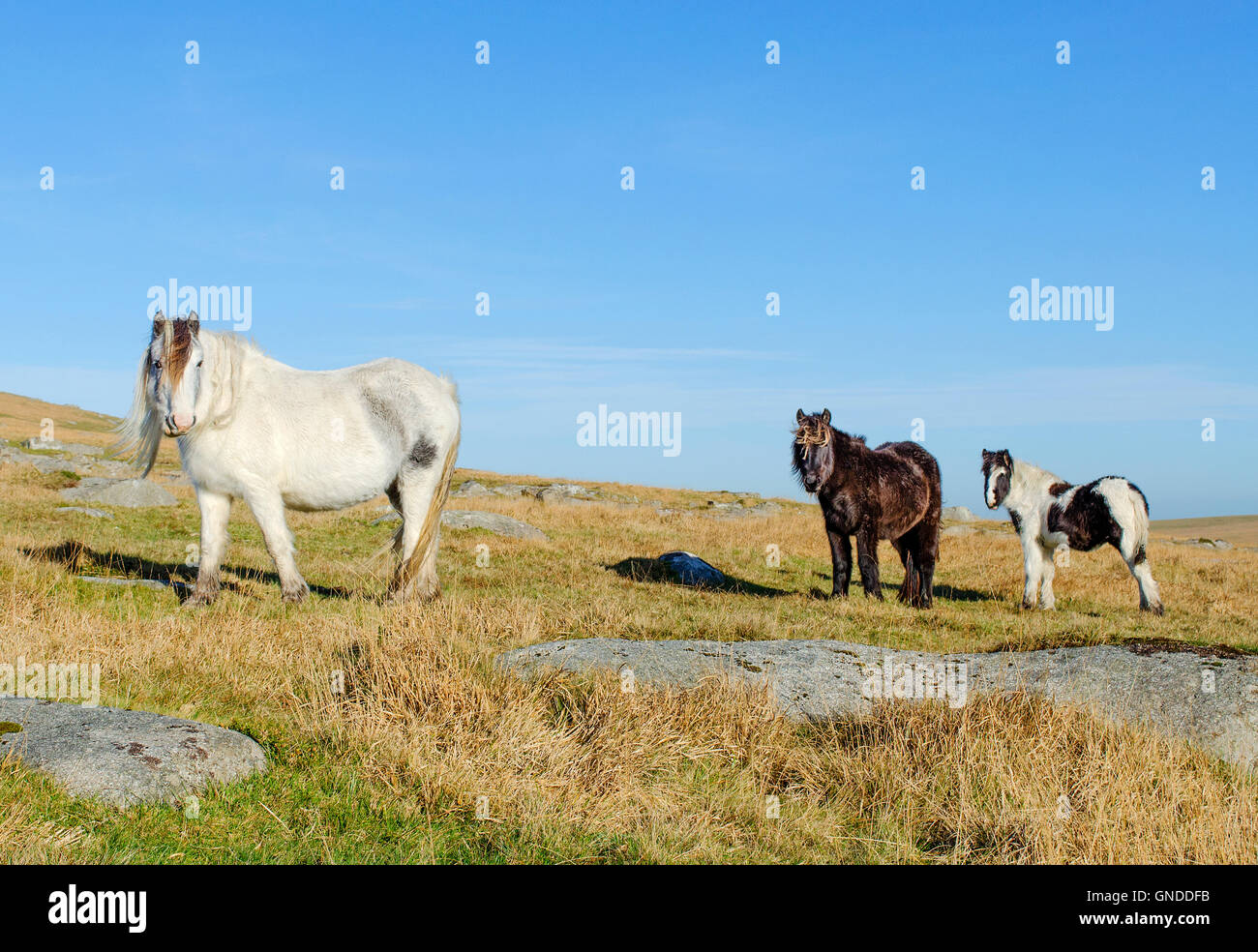 Pony selvatici vicino ruvida Tor su Bodmin Moor in Cornovaglia, England, Regno Unito Foto Stock
