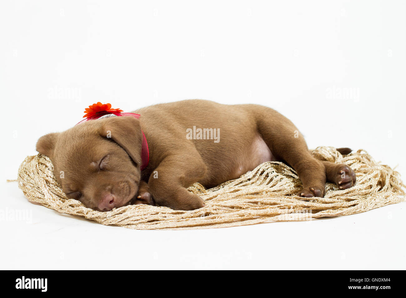 Un cioccolato labrador retriever cucciolo dorme Foto Stock