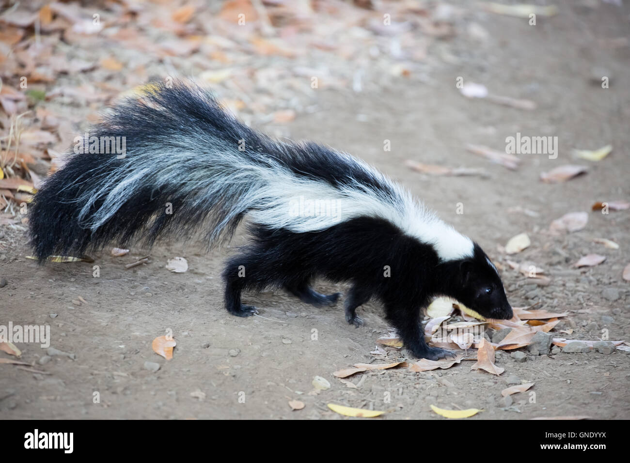 Striping - Skunk Mephitis mephitis. Rancho San Antonio County Park, California. Foto Stock