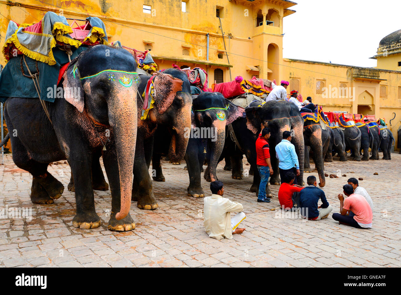 Fila di elefanti in Forte Amber, Jaipur, Rajasthan, India Foto Stock