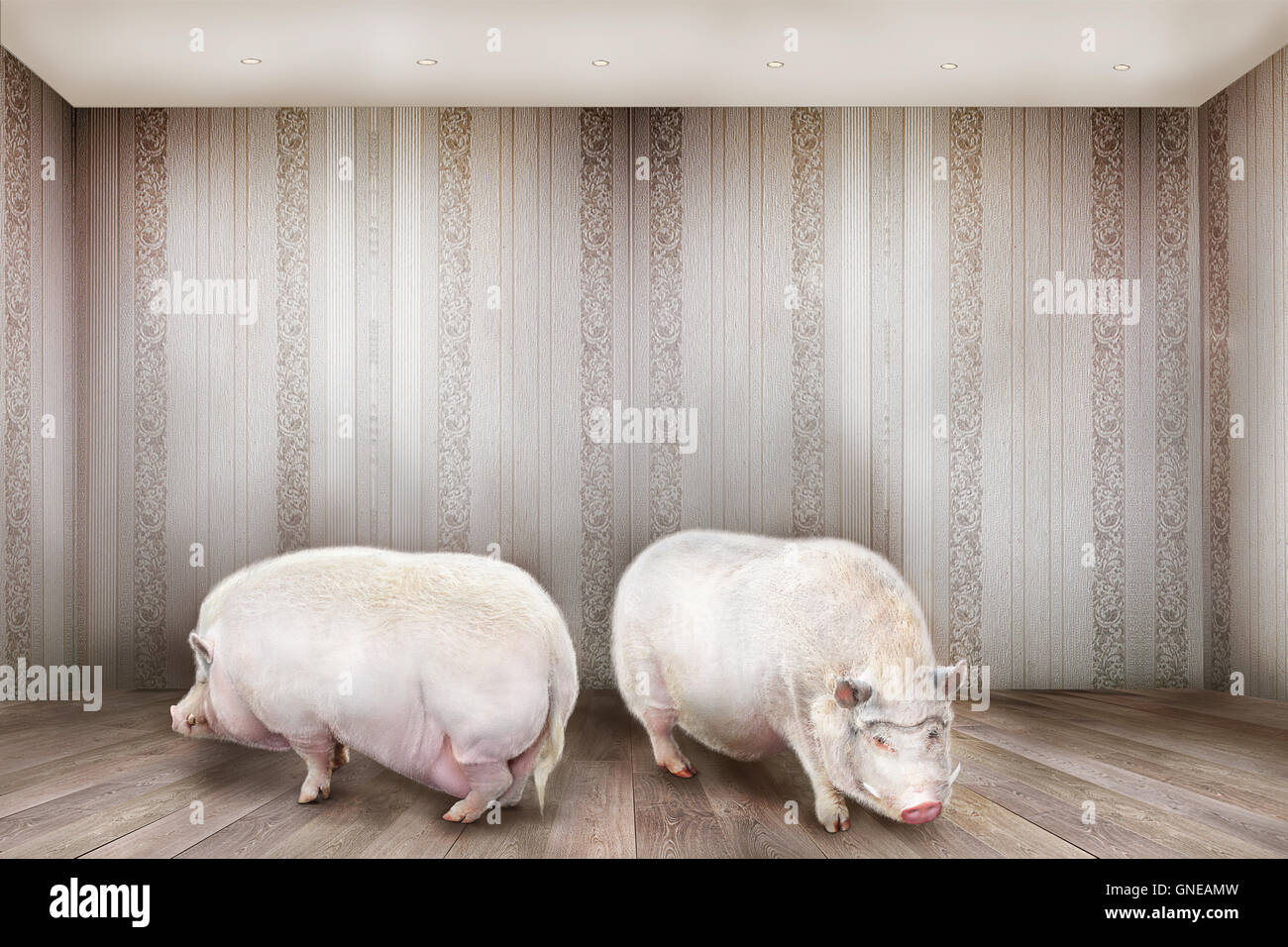 Concetto creativo. Due maiali stand in camera. Foto Stock