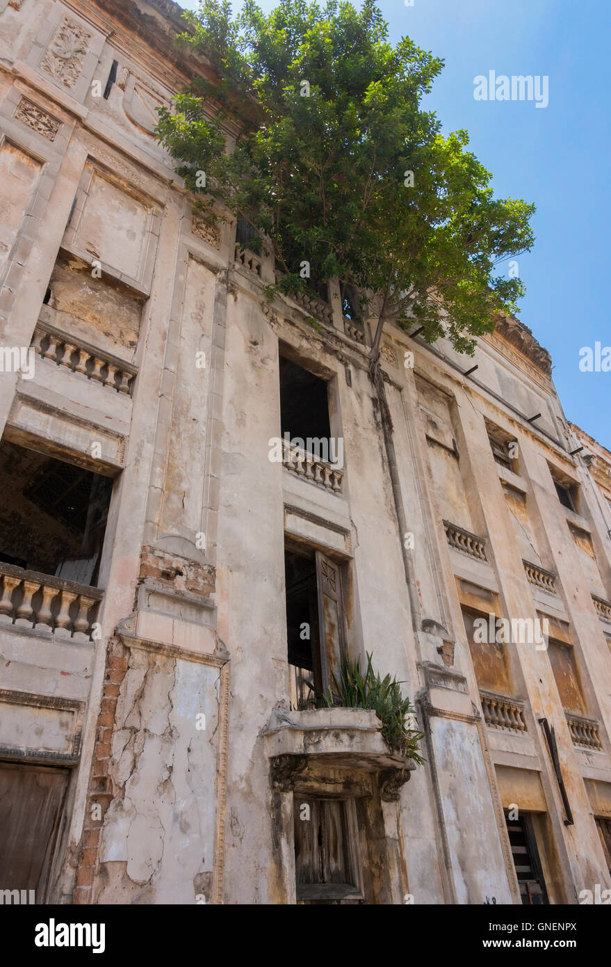 Un albero che cresce dal quarto piano di un edificio abbandonato nel centro di Havana, Cuba. Foto Stock