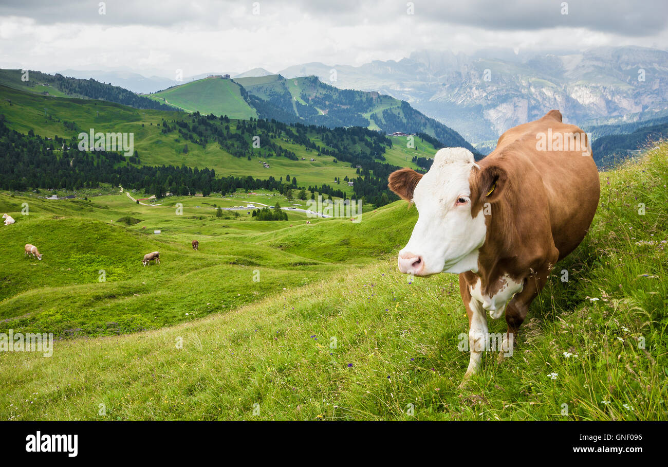 Mucca in un alpeggio Foto Stock