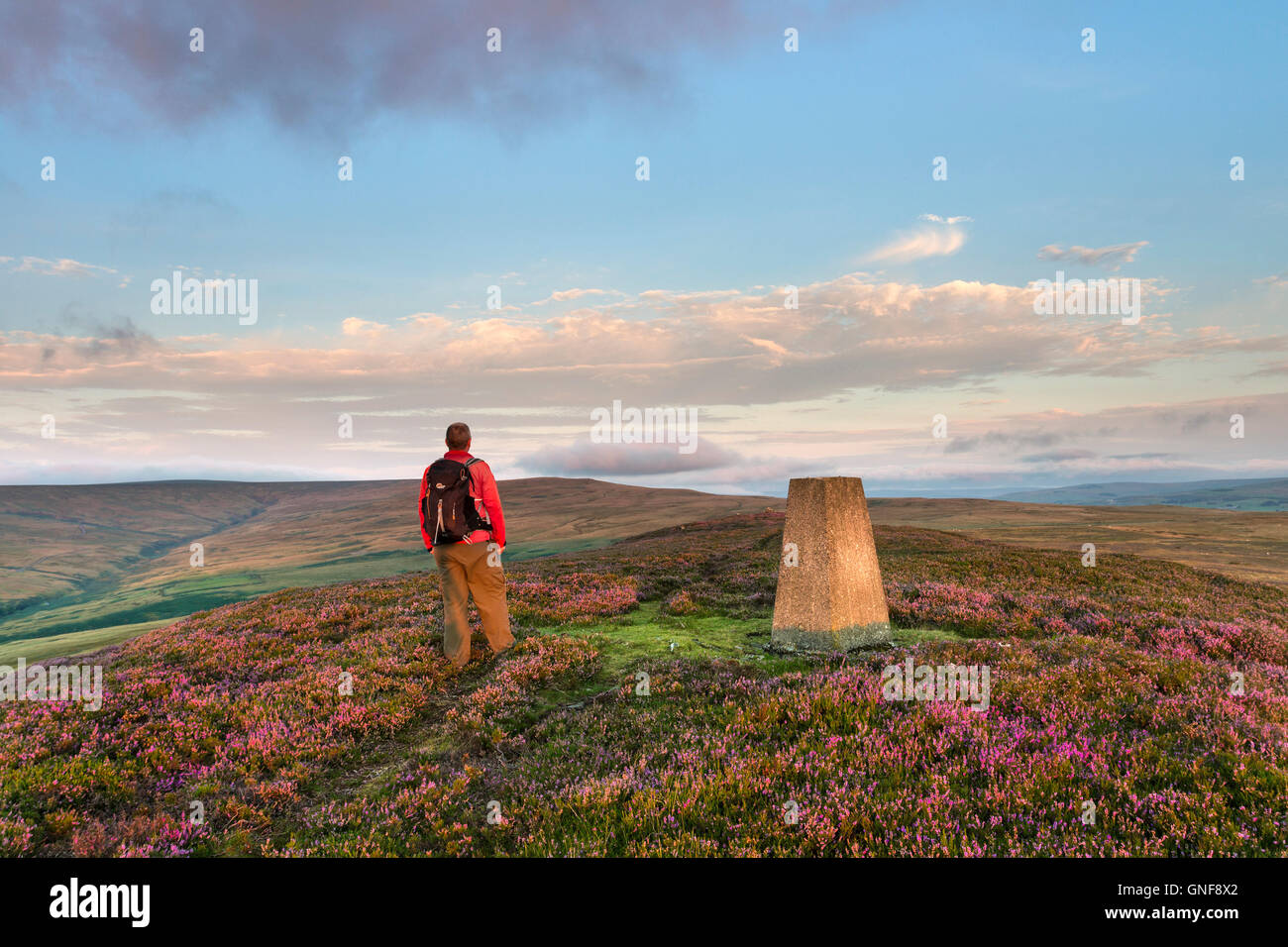 Catterick Hill, Weardale, County Durham Regno Unito. Martedì 30 Agosto 2016. Regno Unito Meteo. Walker godendo la vista sulle Grouse mori di Weardale dalla cima della collina Catterick questa mattina come il sole illumina la fioritura heather. La previsione è per un altro fine e giorno asciutto, ma può diventare cloudier a volte attraverso la Pennines Credito: David Forster/Alamy Live News Foto Stock