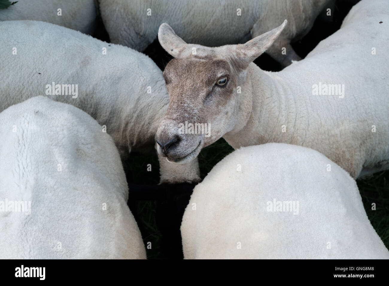 Nero-di fronte pecore subito dopo sul deviatore una piccola collina gallese-farm. Foto Stock