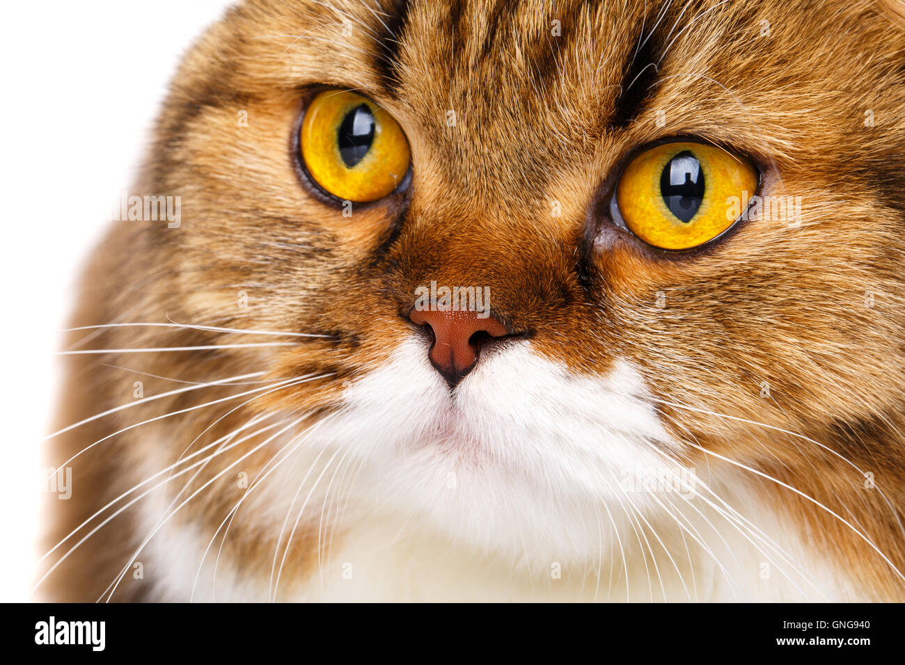 Grave Scottish Fold gatto su sfondo bianco closeup Foto Stock