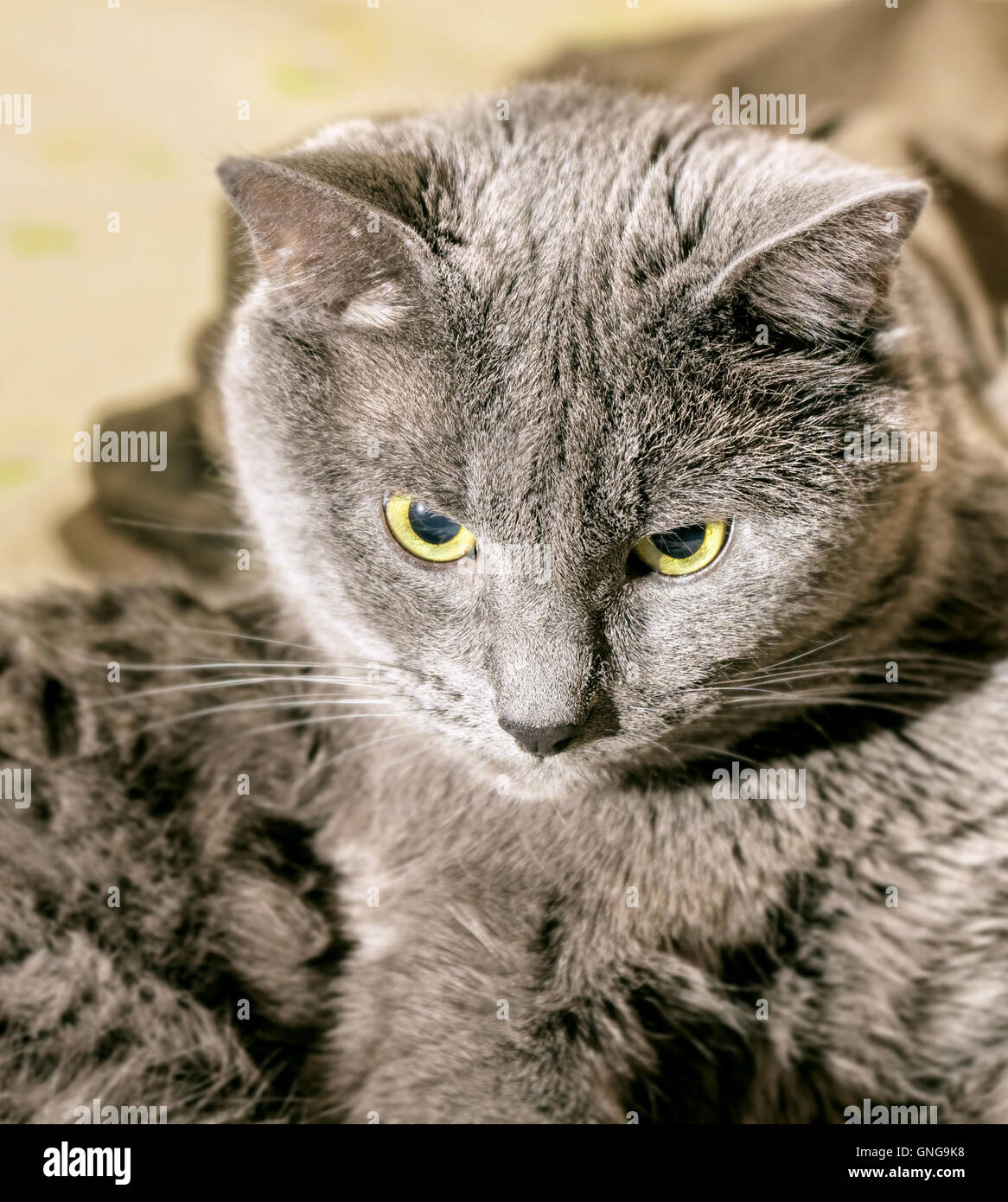 Adulto bel gatto grigio nel profondo del pensiero Foto Stock