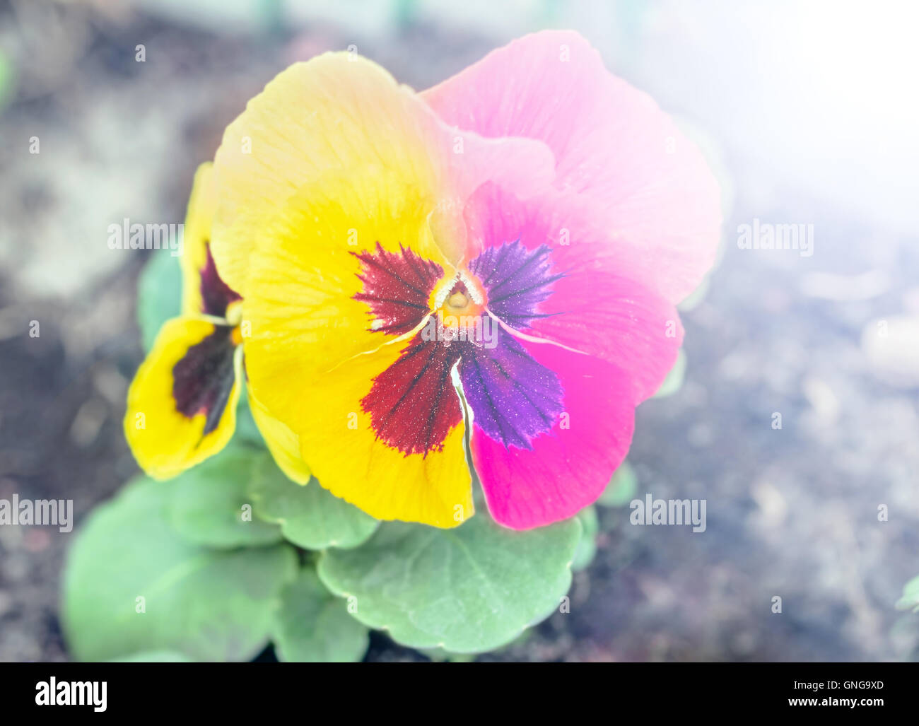 Pansy flower in due tonalità di rosa e giallo Foto Stock