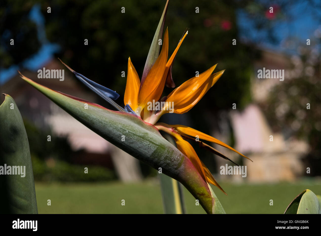 Uccello del Paradiso impianto in un giardino a Estoril, Portogallo Foto Stock