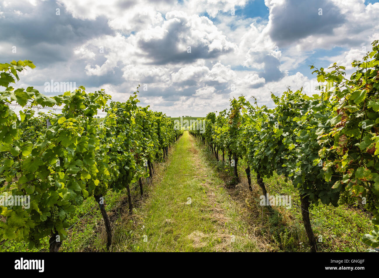 Vigneto in zona velke bilovice, il più grande villaggio del vino in Moravia Repubblica Ceca Foto Stock