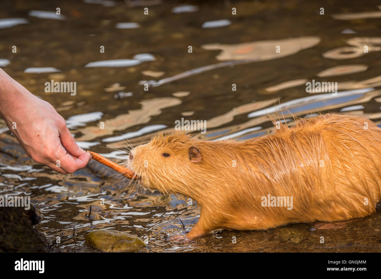 Man mano della alimentazione di un Coypu Foto Stock