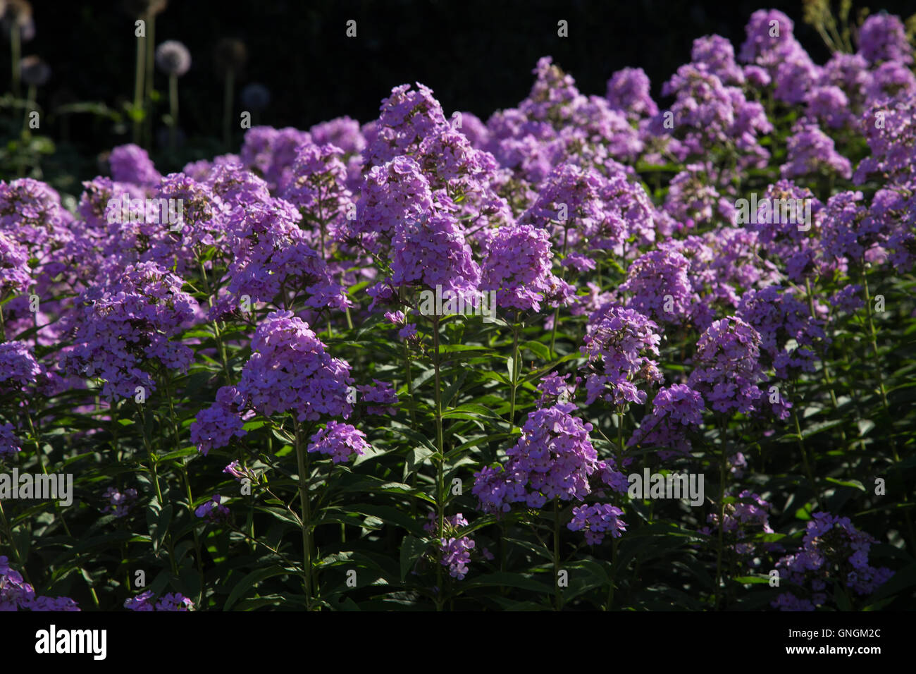 Phlox in piena fioritura Foto Stock