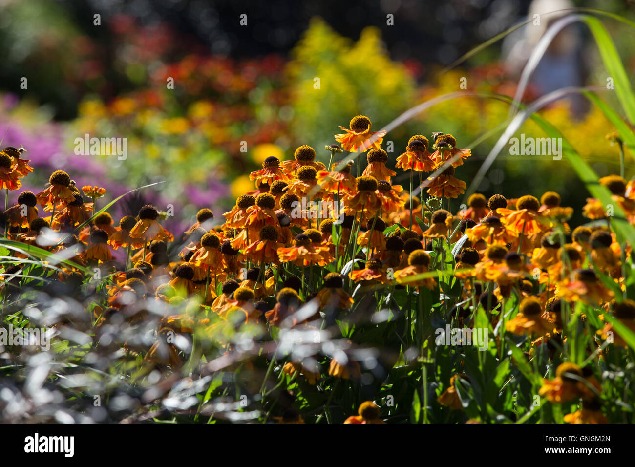 Allegro Helenium fiori portare colori luminosi per un giardino inj tarda estate e autunno Foto Stock