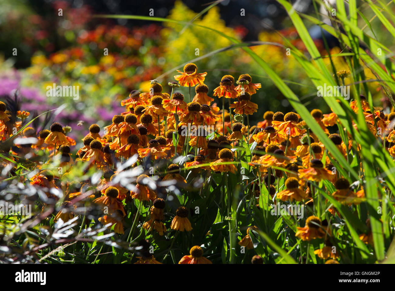 Gli allegri fiori di Helenium donano colori brillanti a un giardino in tarda estate e autunno Foto Stock