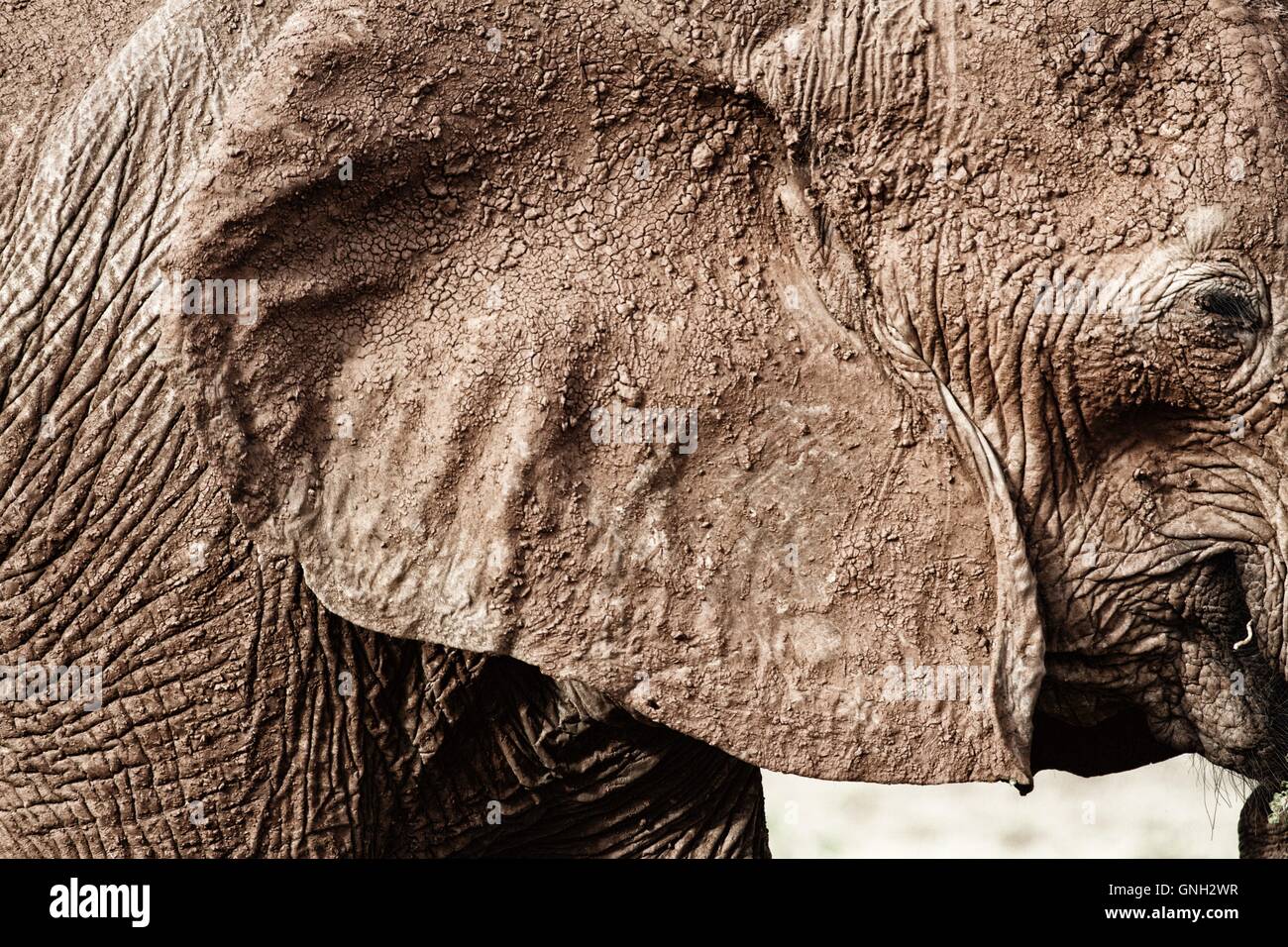 Close-up di un elefante, parco nazionale orientale di Tsavo, Kenya Foto Stock