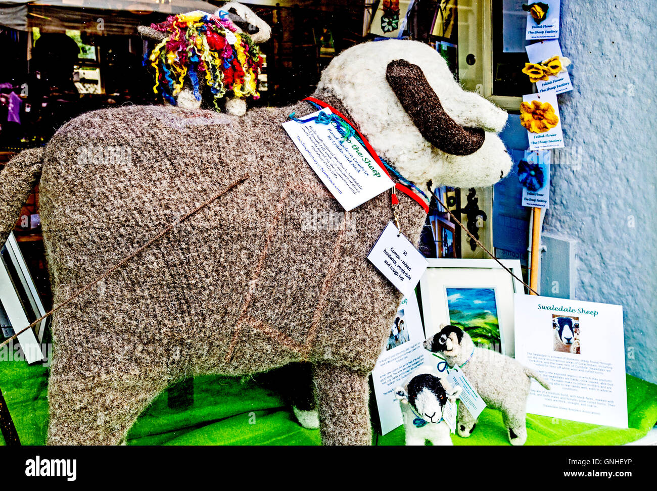 Pecore di lana sul display nella vetrina di un negozio. Foto Stock