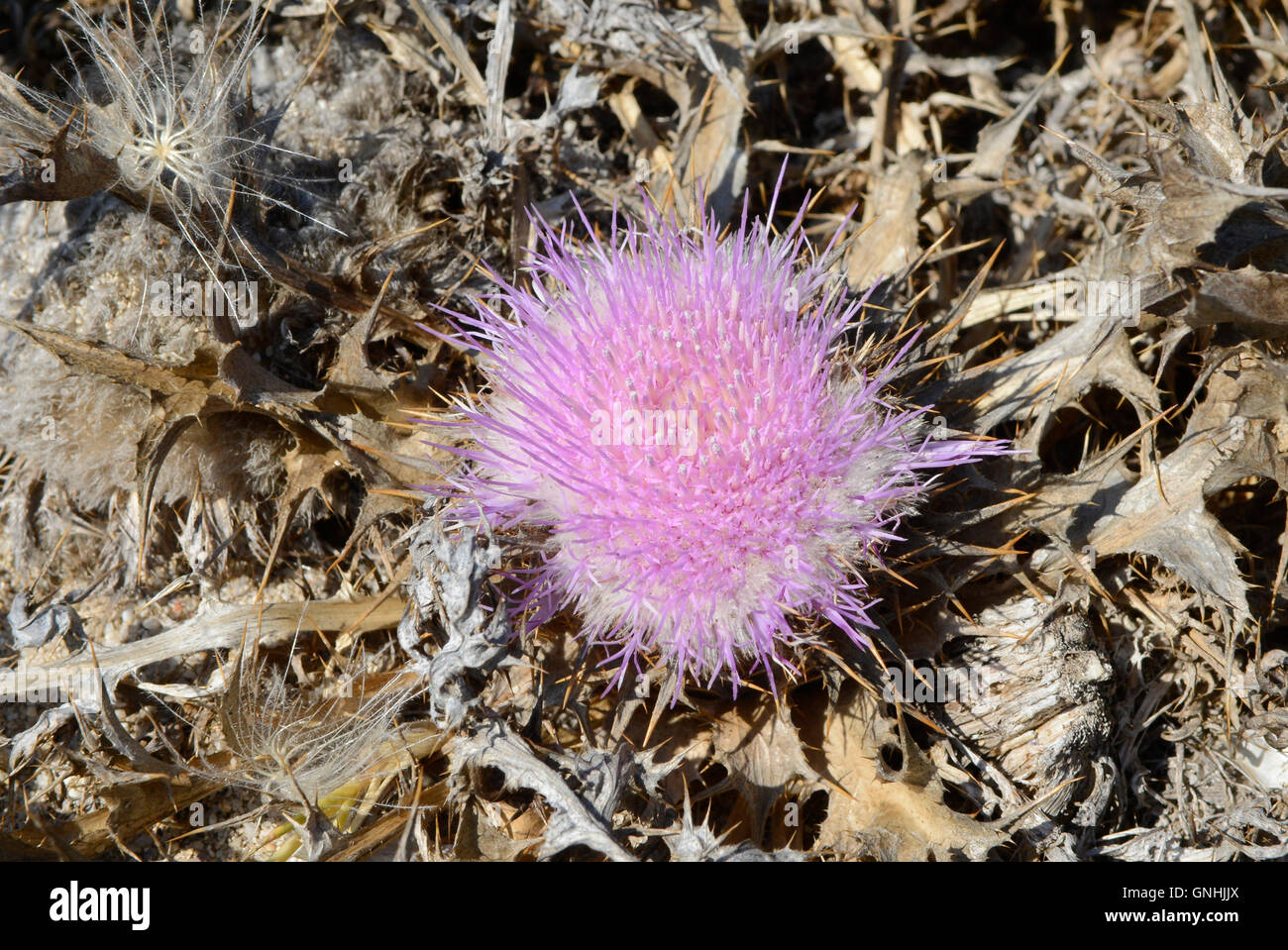 Mediterraneo " il latte Thistle' Silybum marianum, cardo, Compositae, Sinis, Sardegna, Italia Foto Stock