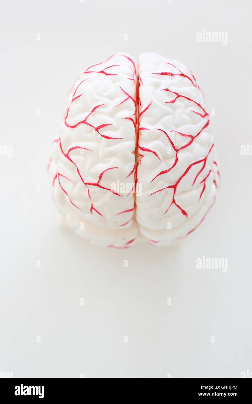 Modello di cervello umano Foto Stock