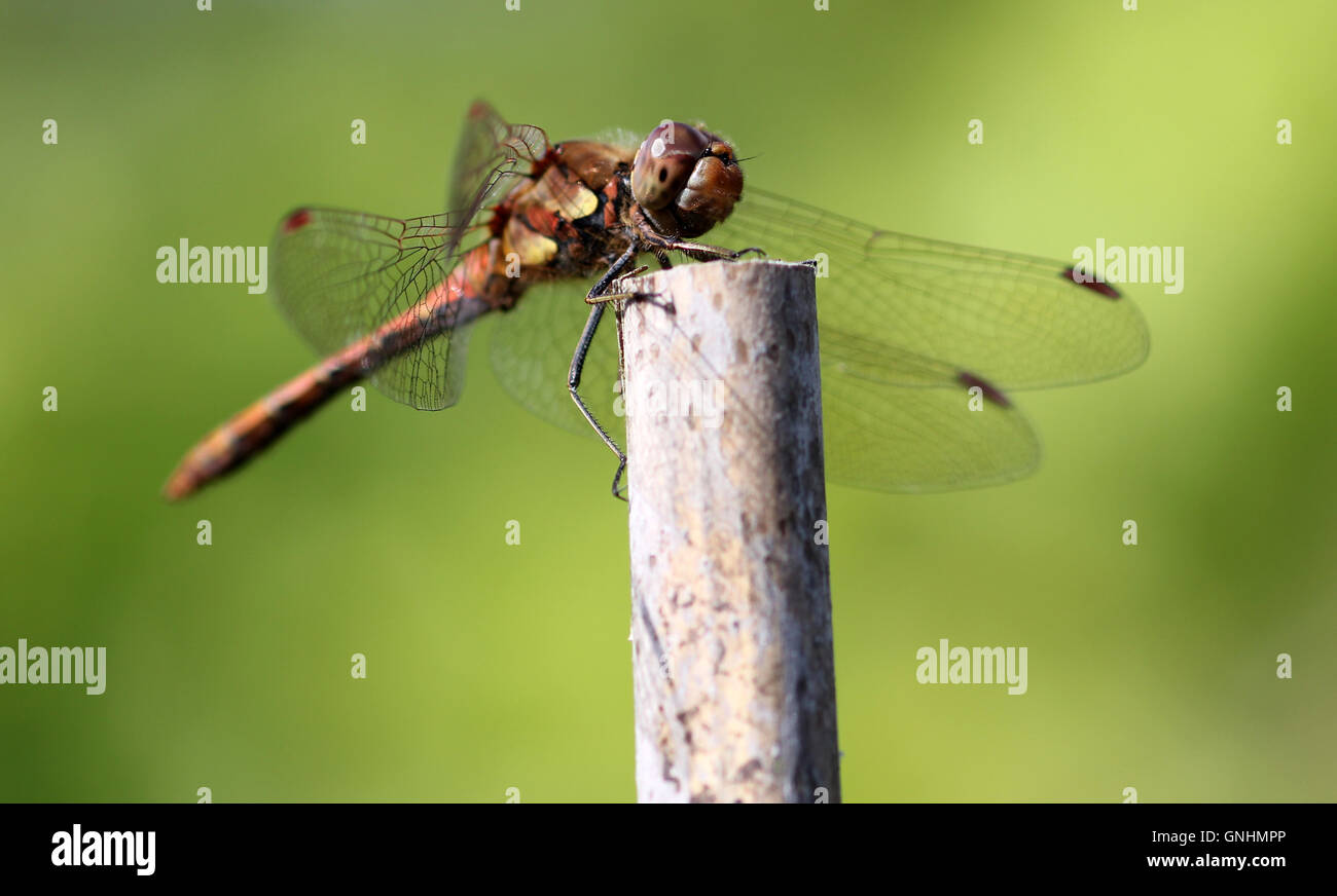 Giallo darter alato dragonfly nel giardino inglese Foto Stock