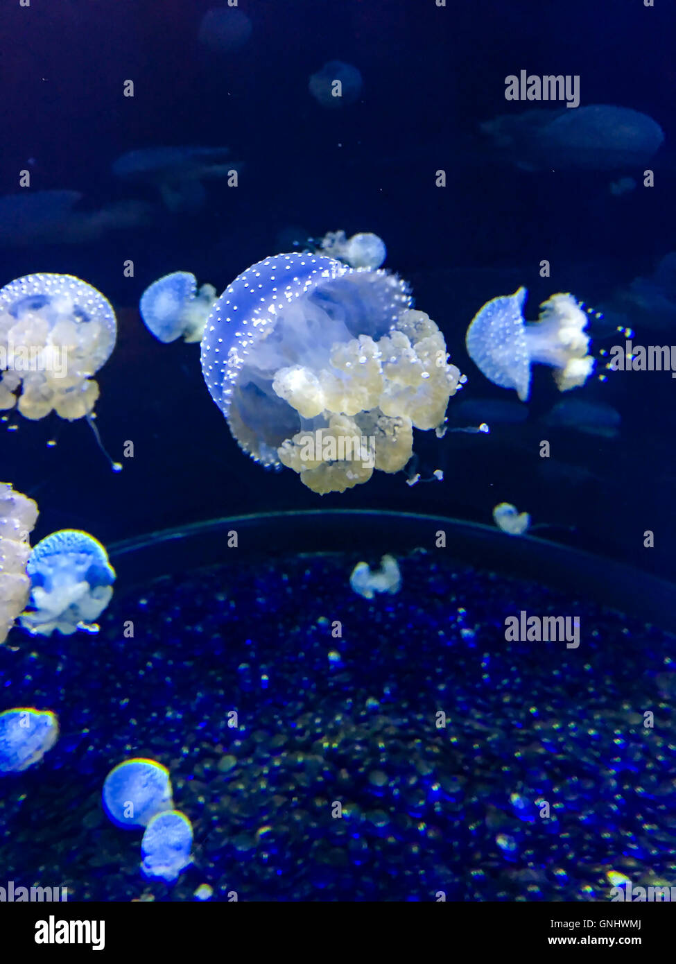Australian spotted Medusa - Phyllorhiza Punctat. Foto Stock