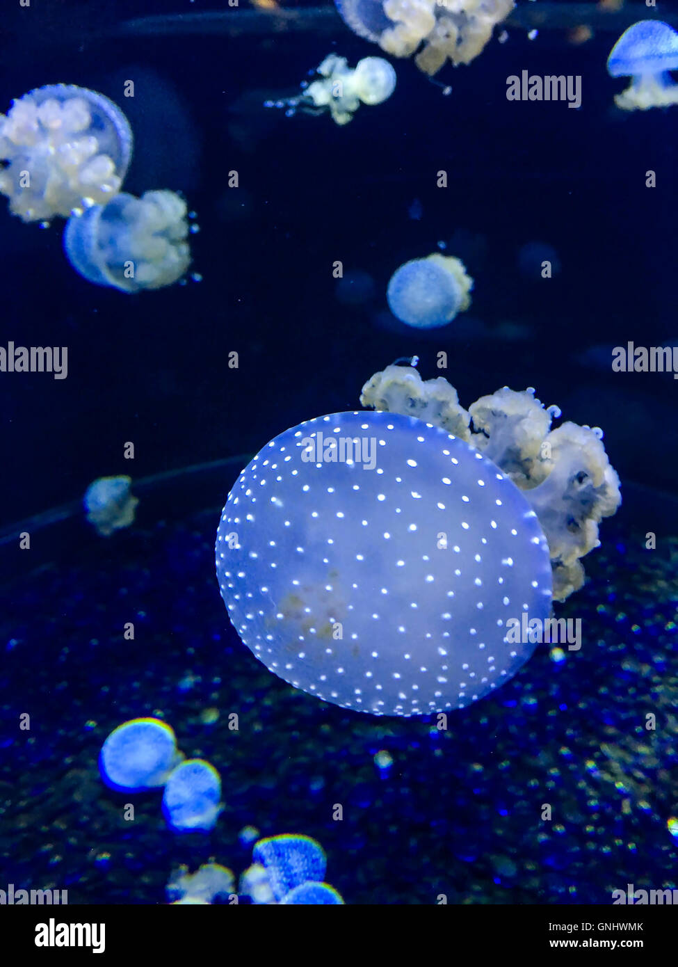 Australian spotted Medusa - Phyllorhiza Punctat. Foto Stock