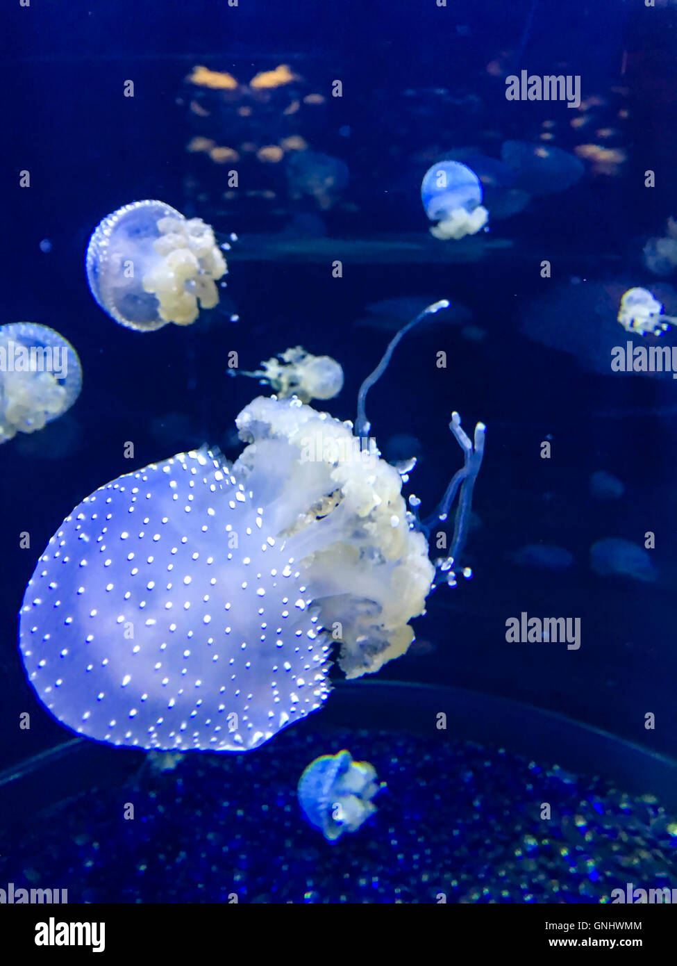 Australian spotted Medusa - Phyllorhiza Punctat. Foto Stock
