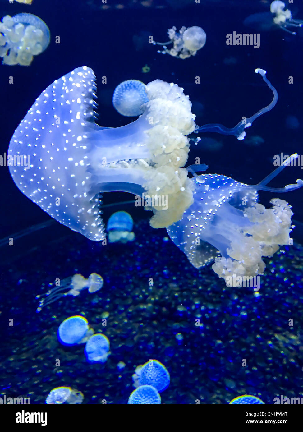 Australian spotted Medusa - Phyllorhiza Punctat. Foto Stock