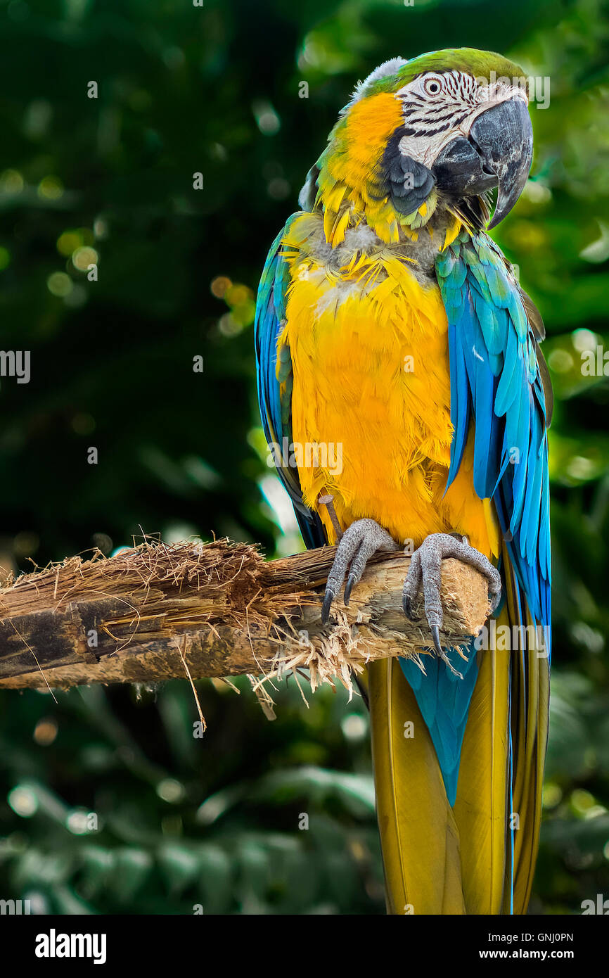 Blu e Giallo Macaw seduto su un ramo Guadalupa West Indies Foto Stock