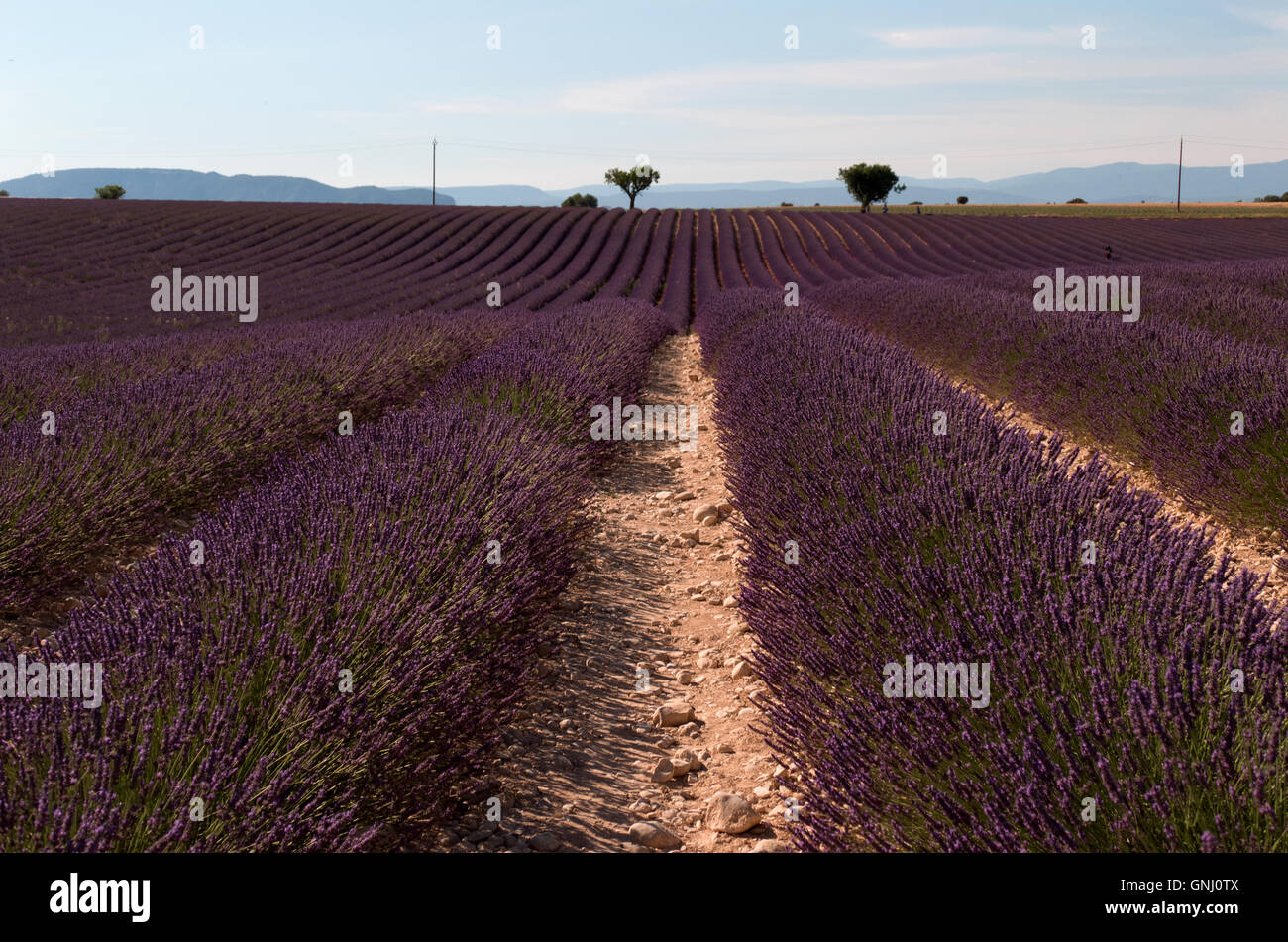 Campo di lavanda di Valensole, Provenza, Francia meridionale. Agricoltura, Francese paesaggio naturale, fiori, fattoria nella stagione estiva Foto Stock