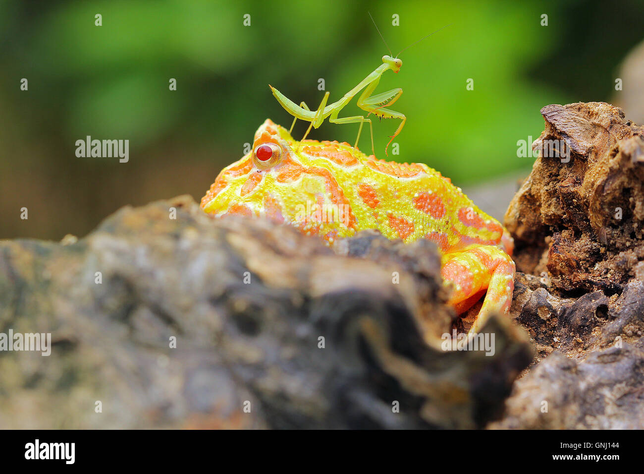 Mantis seduto su pacman rana, Indonesia Foto Stock