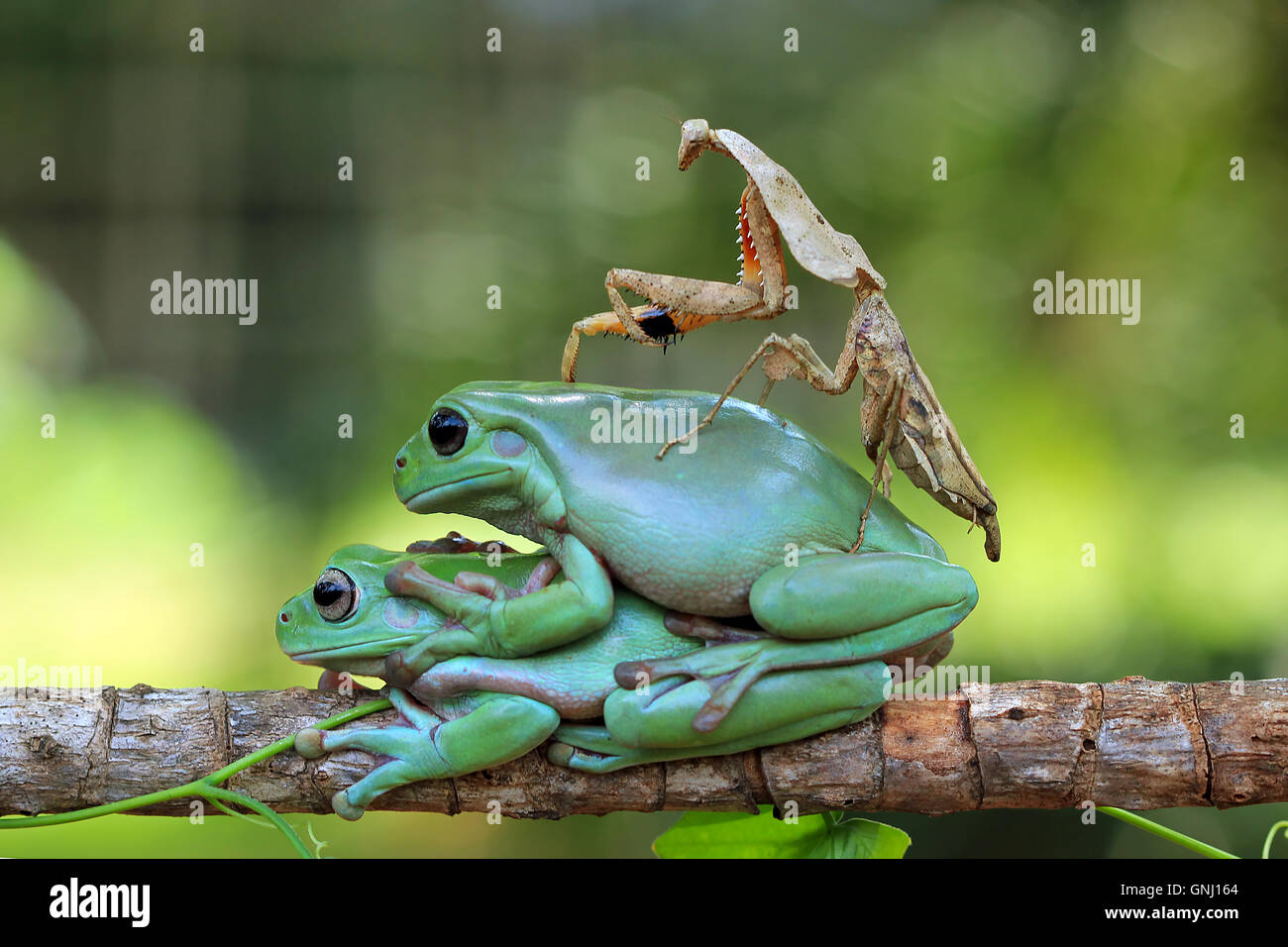 Mantis e due Iavan scorrevolezza Rane di albero seduto sulla parte superiore di ogni altro, Indonesia Foto Stock