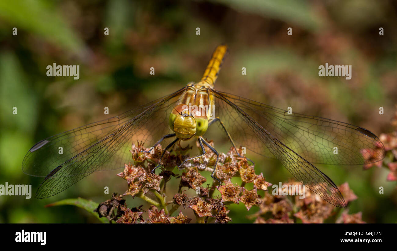 Common darter dragonfly (sympetrum striolatum) arroccato su di un fiore di testa, Yorkshire, Regno Unito Foto Stock