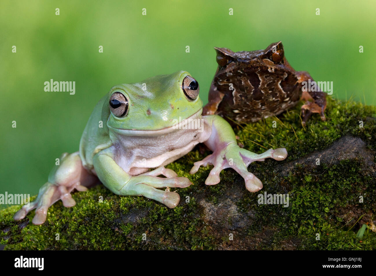 Iavan scorrevolezza raganella e toad seduti fianco a fianco, Indonesia Foto Stock