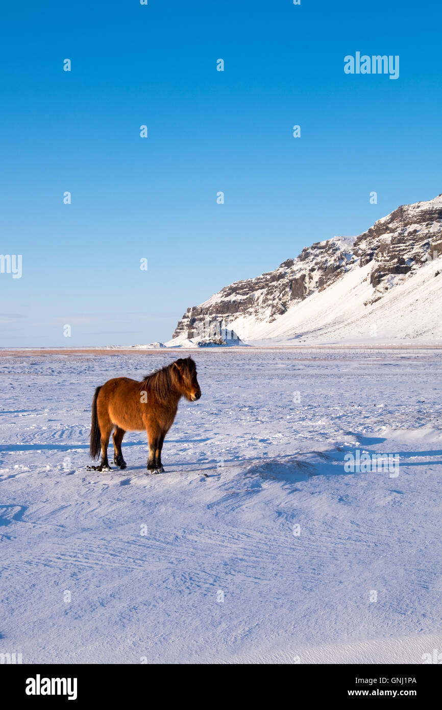 Cavallo islandese in inverno sostenuto dal drammatico scenario islandese. Foto Stock
