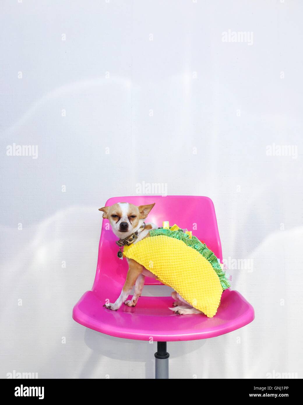 Chihuahua cane seduto su una sedia vestito in un costume Taco Foto Stock