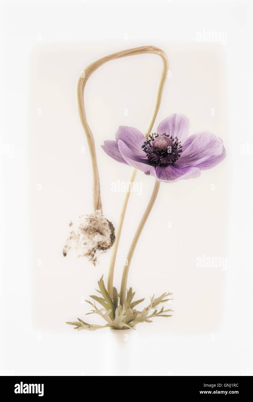 Anemone Anemone e testa di sementi Foto Stock