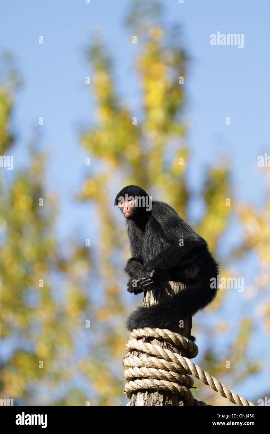 Un rosso-face Spider Monkey (Ateles paniscus) seduto da solo sulla sommità di un palo di legno nel giardino zoologico. Foto Stock