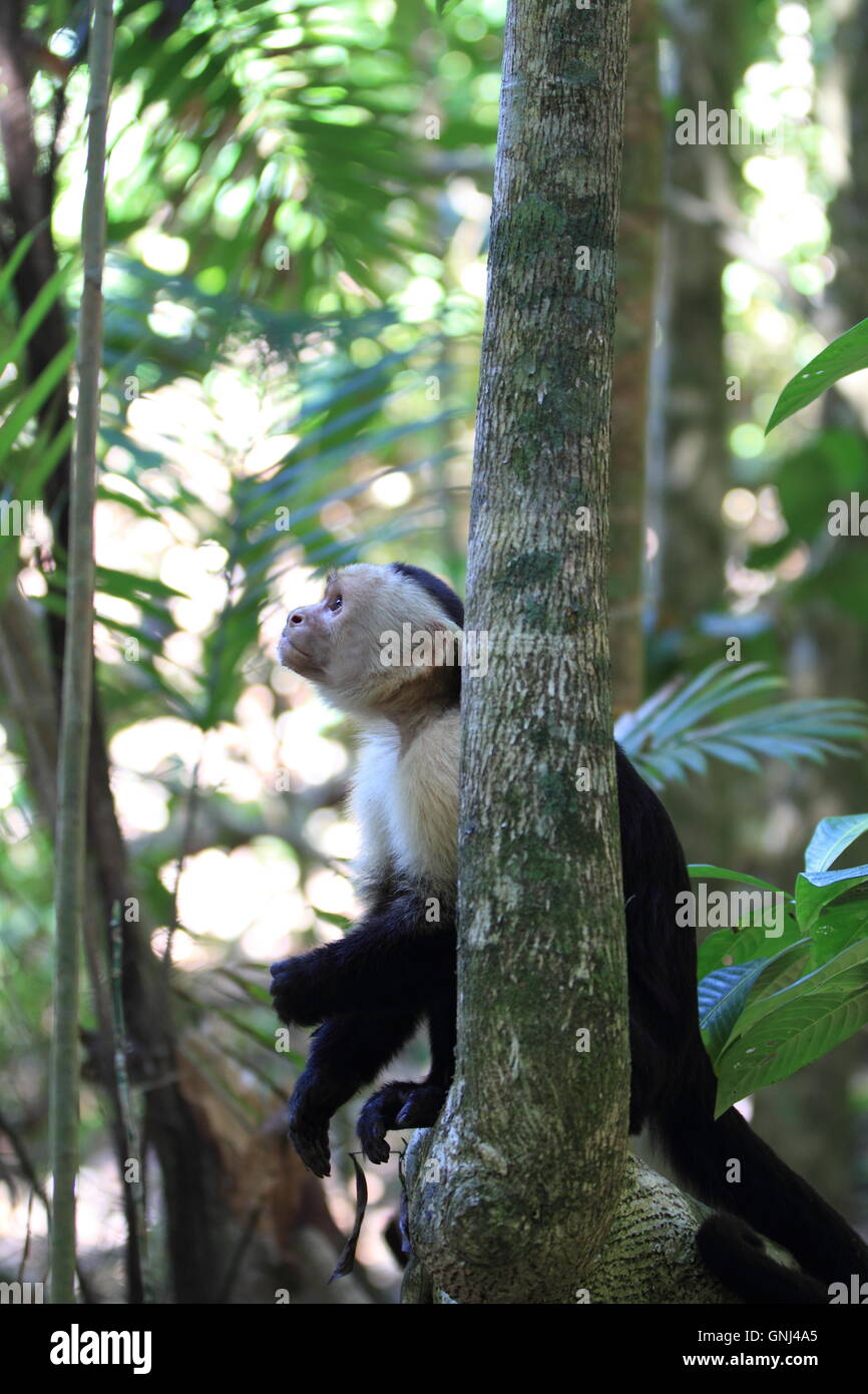 Un bianco di fronte scimmia cappuccino (Cebus capucinus) nel Parco Nazionale di Manuel Antonio, Costa Rica Foto Stock