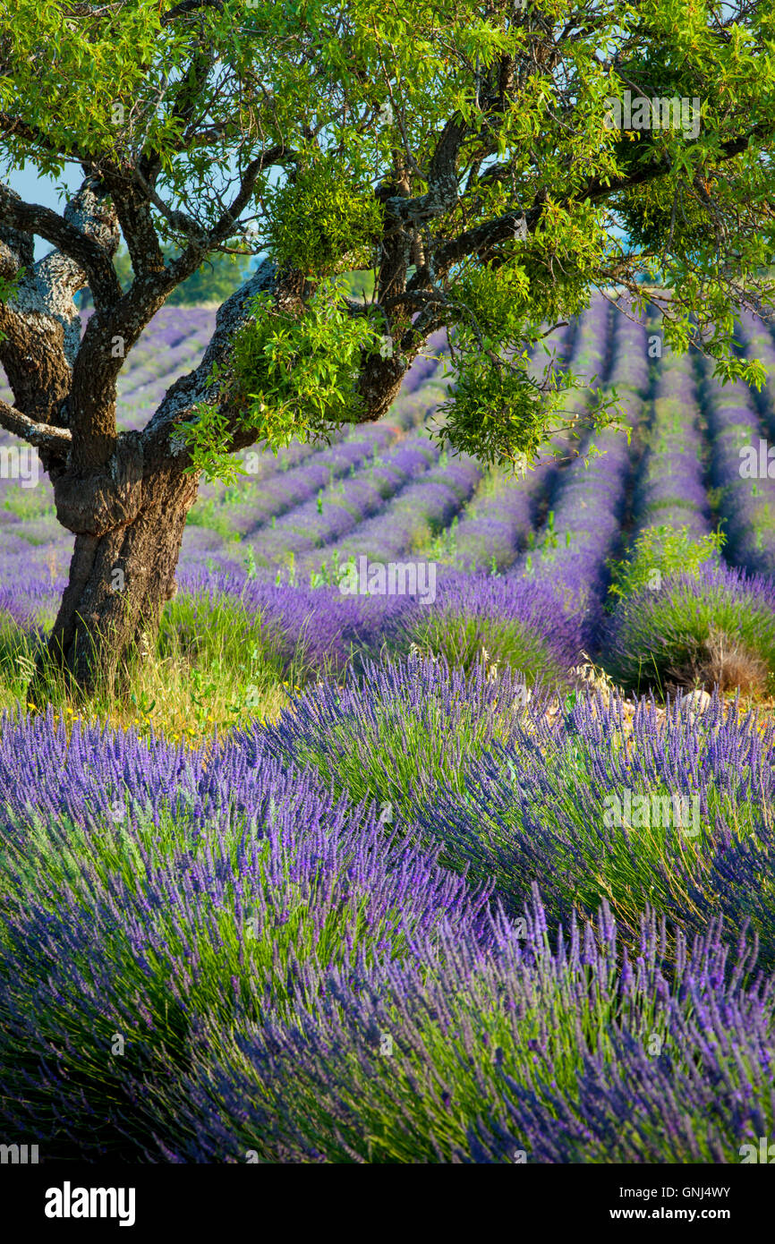Lone Tree in viola campo di lavanda lungo l'altopiano di Valensole, Provenza Francia Foto Stock
