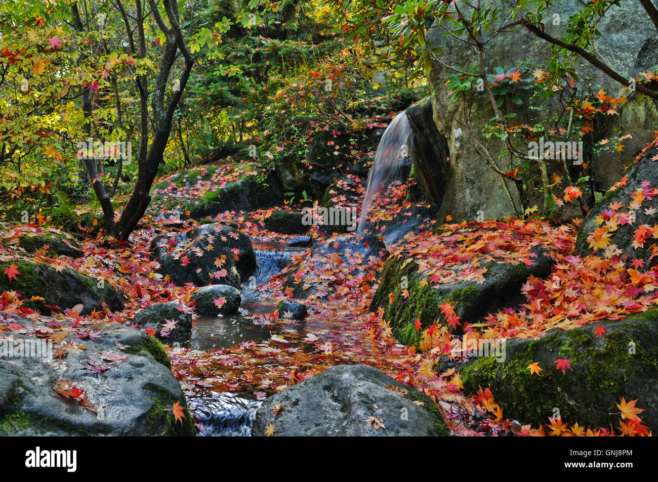 Cascata, Rocky Stream e foglie di autunno dettaglio paesaggio Foto Stock