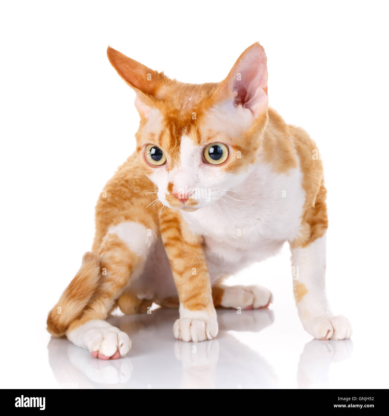 Orange devon rex gatto con grandi orecchie su sfondo bianco Foto Stock