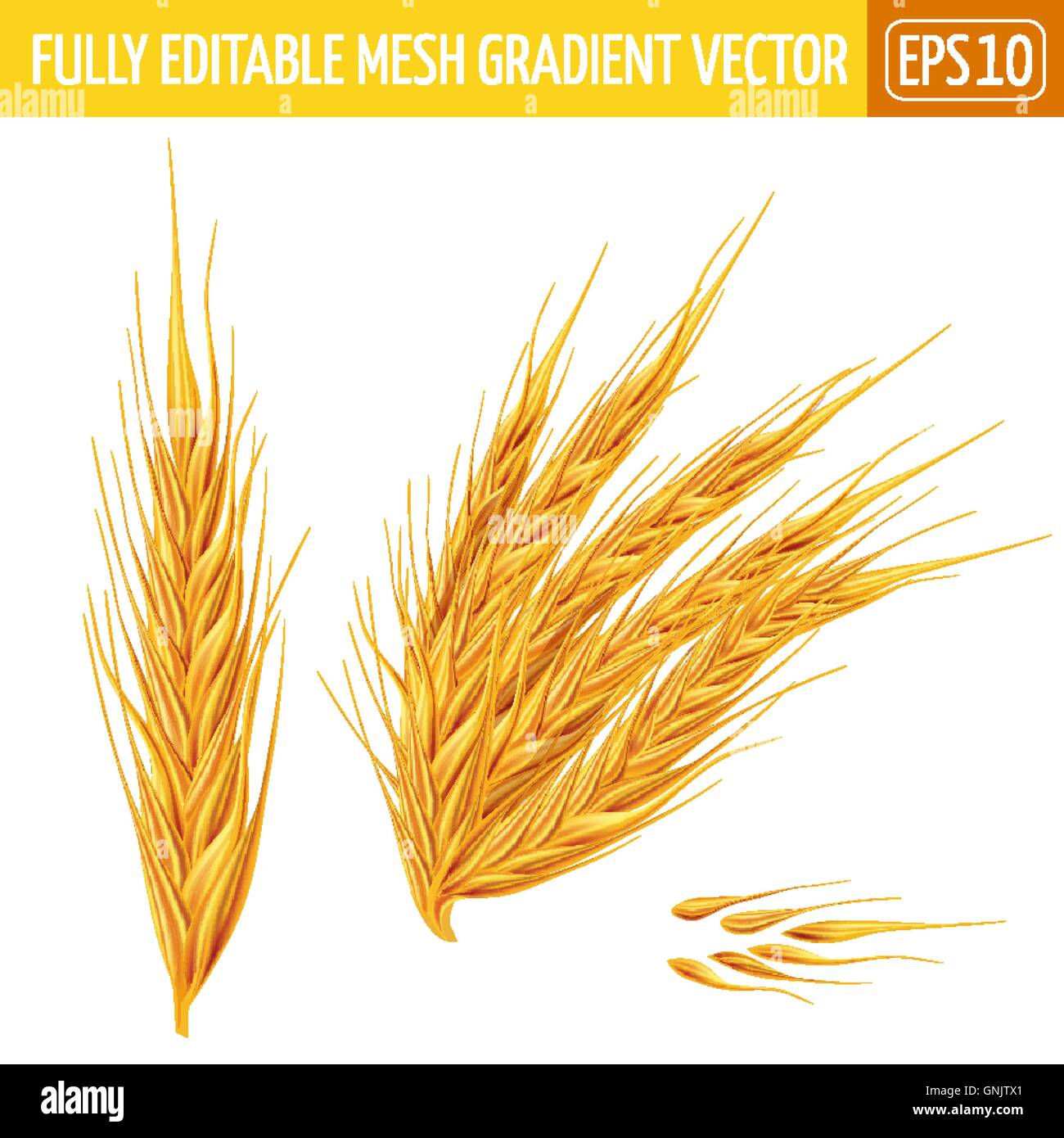 Spighe di grano su sfondo bianco. Illustrazione Vettoriale Illustrazione Vettoriale
